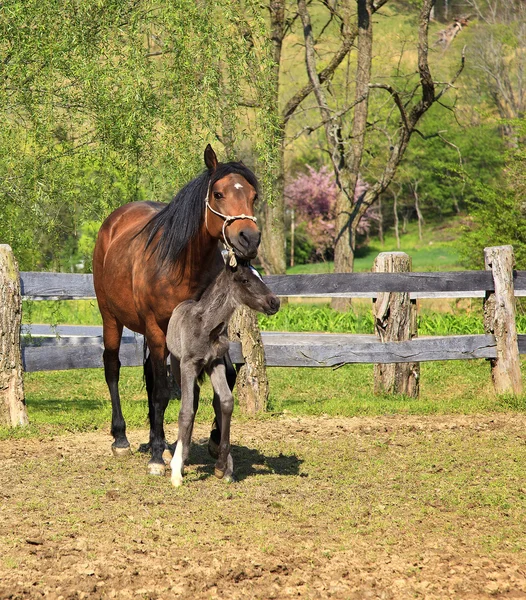 Лошадь и кольт — стоковое фото