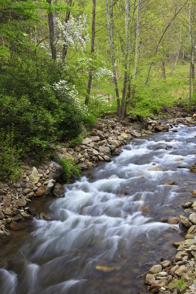 Creek na primavera — Fotografia de Stock