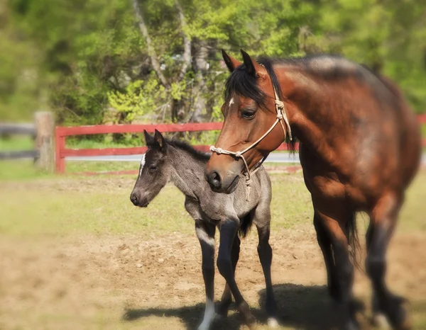 馬および子馬 — ストック写真