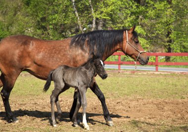 Horse and Foal clipart