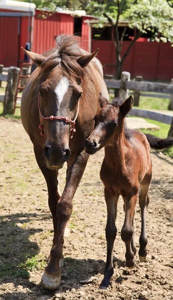 Mama häst och colt — Stockfoto