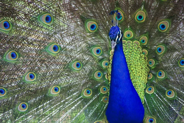 Pretty Peacock — Stock Photo, Image