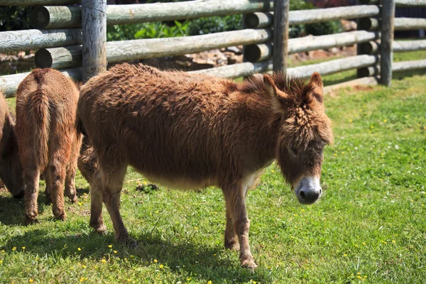 Mini burro — Fotografia de Stock