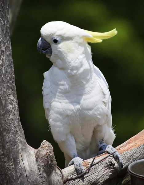 Kakadu wznosi się — Zdjęcie stockowe