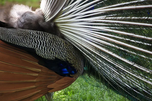 Peacock baksida — Stockfoto