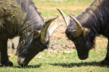 Water Buffalo Butting Heads clipart