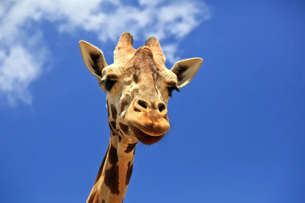 Zürafa'nın baş — Stok fotoğraf