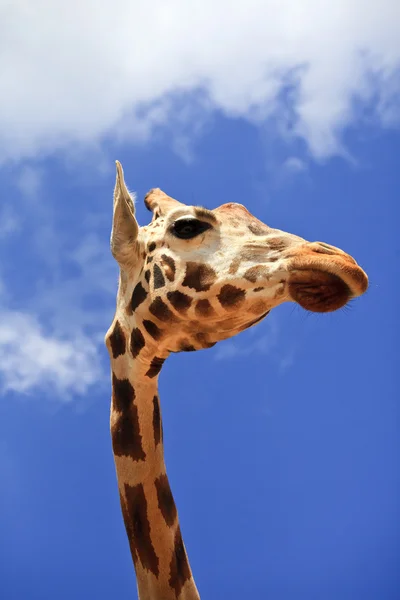 Giraffens huvud — Stockfoto