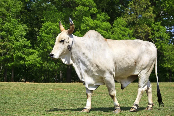 stock image Brahma Cattle