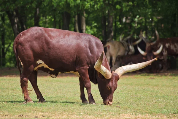 Stock image Watusi Cattle