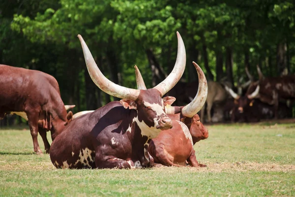 Watusi Cattle — Stock Photo, Image