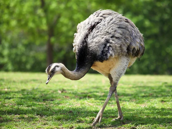 Rhea in a Zoo Park — Stock Photo, Image