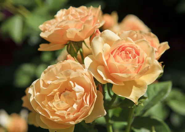 Gula rosor i en trädgård — Stockfoto