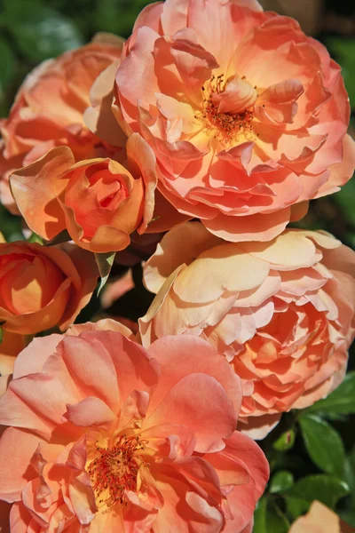 Rosas em um jardim de rosas — Fotografia de Stock