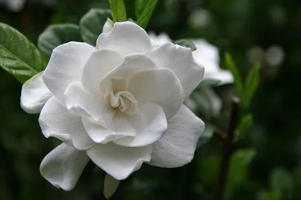 Białą gardenia — Zdjęcie stockowe