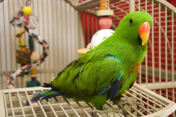 Eclectus papegoja — Stockfoto