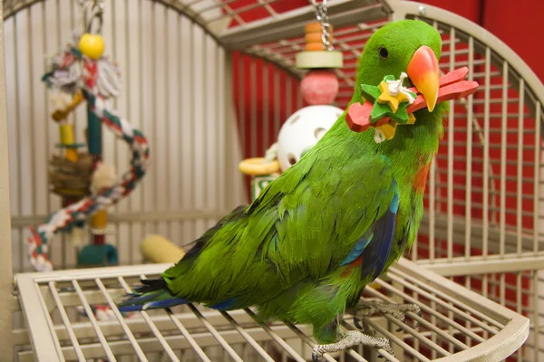 Eclectus papegoja — Stockfoto