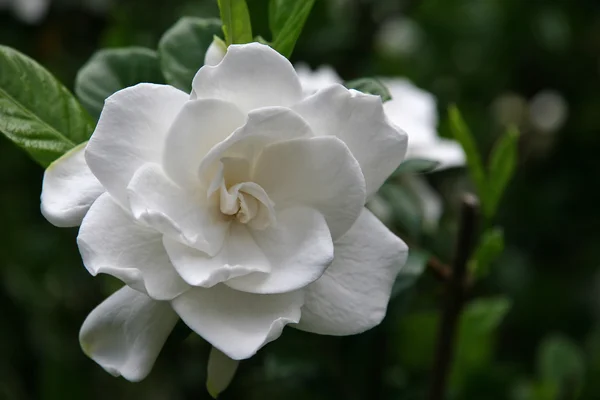 Witte gardenia Stockafbeelding