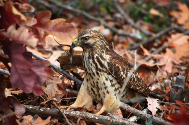 Red Tailed Hawk Catching a Lizard clipart