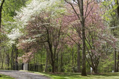 Spring Driveway clipart