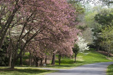 Spring Driveway clipart