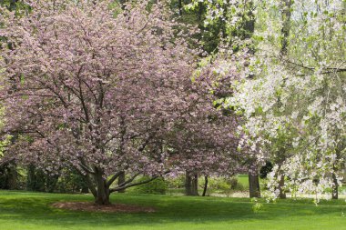 Spring Trees clipart