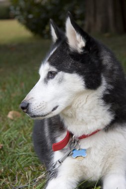 Husky köpek profili