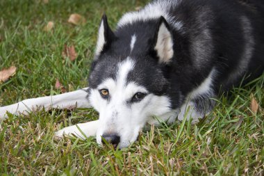 Husky köpek rahatlatıcı