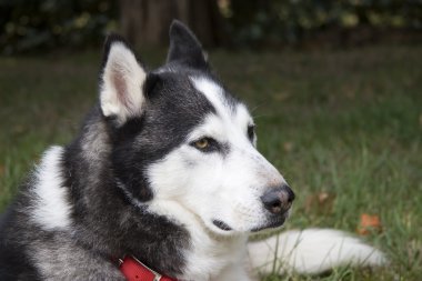 Husky köpek