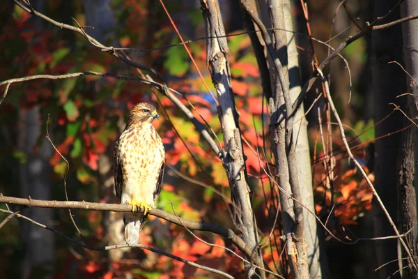 Hawk in the Woods — Stock Photo, Image
