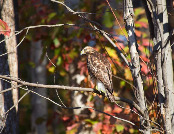 Rode tailed hawk in het bos — Stockfoto