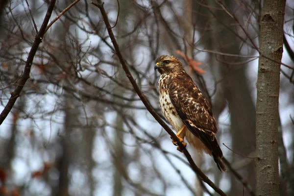 Hawk on a Tree Limb — Stock Photo, Image