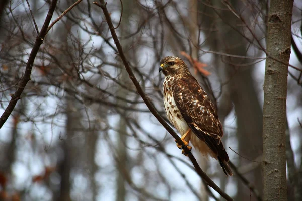 Faucon sur un membre d'arbre — Photo