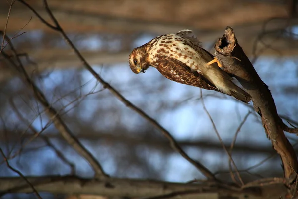 Red Tailed Hawk — Stockfoto