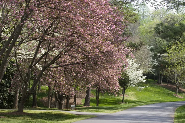 Spring Driveway — Stock Photo, Image