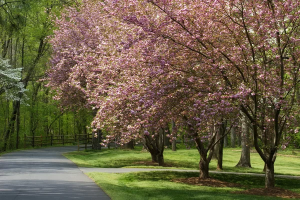 Spring Driveway with Fence — Stock Photo, Image