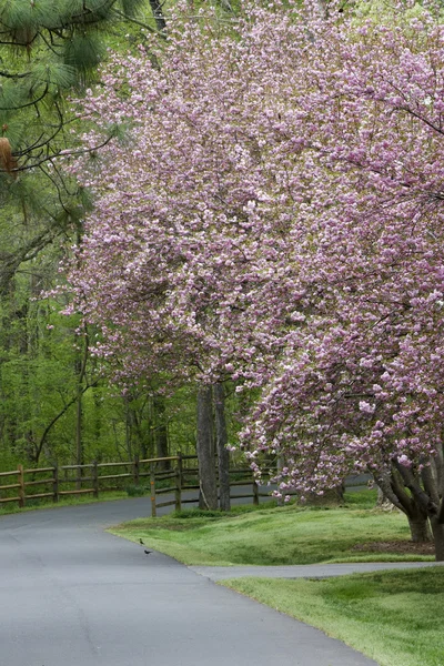 Spring Driveway with Fence — Stock Photo, Image