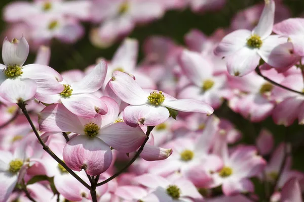 Růžový dogwood květy — Stock fotografie