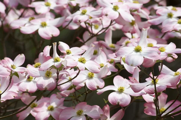 Růžový dogwood květy — Stock fotografie