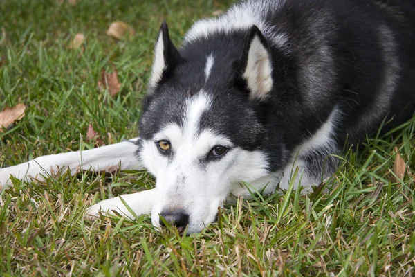 Husky-Hund entspannt sich — Stockfoto