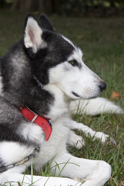 Profilo del cane Husky — Foto Stock