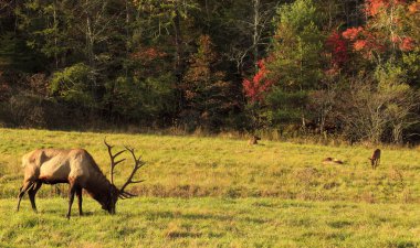 Male Elk and Family clipart