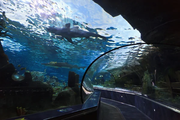 Акулы в аквариуме — стоковое фото