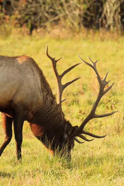 Bull Elk in the Sun — Stock Photo, Image