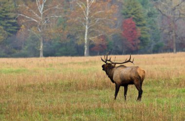 iletecek elk