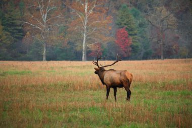 elk bugling in een veld