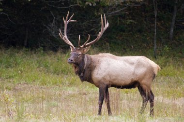 Bull Elk clipart