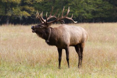 Elk Bugling in a Field clipart