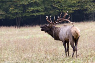Elk Bugling clipart