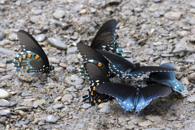 pipevine swallowtail kelebek